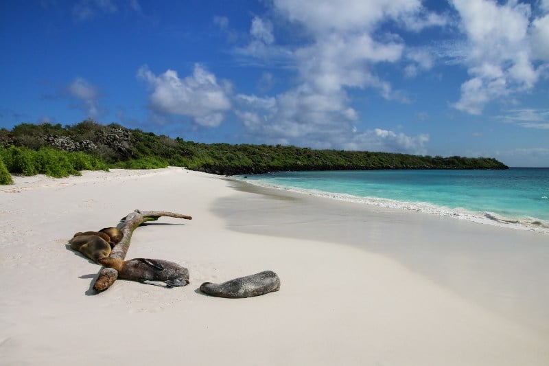 Group of Galapagos sea lions resting on the sandy beach in Gardner Bay
