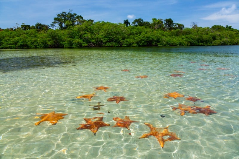 Group of Starfish at Starfish Beach, Panama
