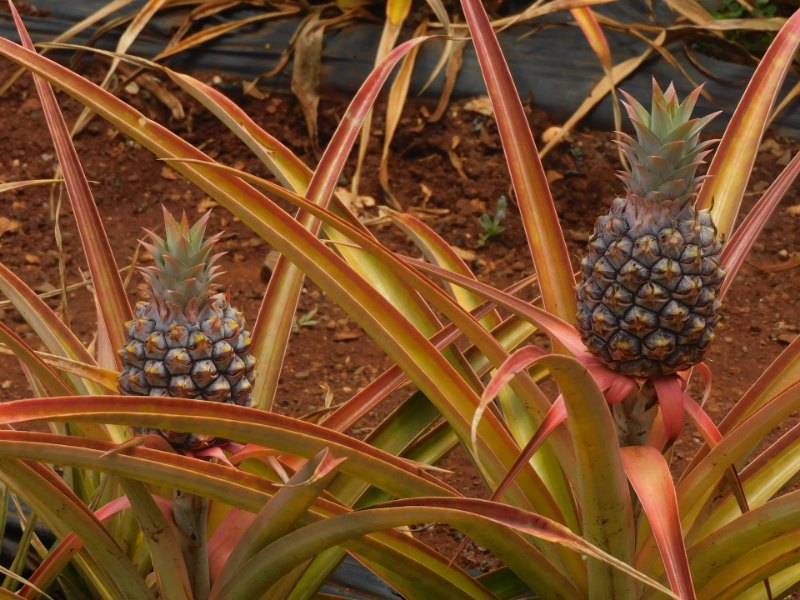 Pineapples in Dole Plantation