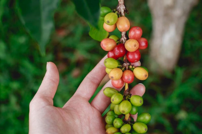Coffee Beans in Kona Coffee Farm