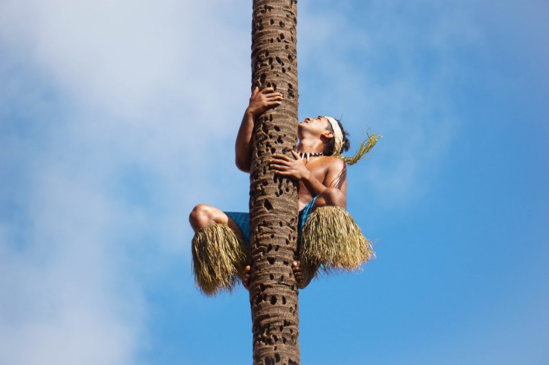 Polynesian Cultural Center Performer climbing a palm tree