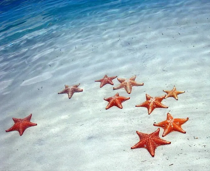 Group of Starfish at Starfish Beach, Panama