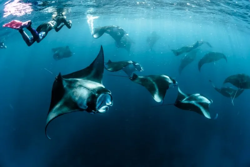 Diving With Manta Rays