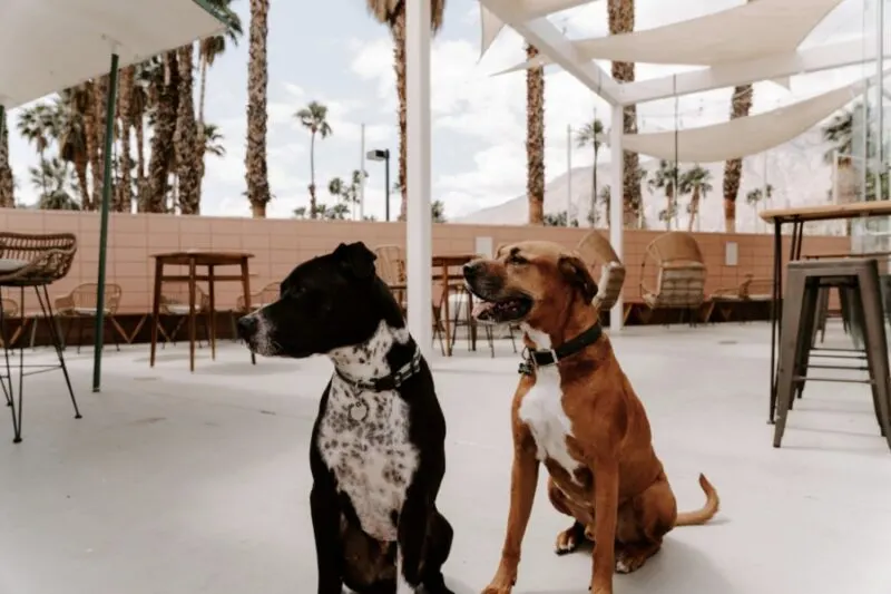 Dogs in Boozehounds Palm Springs